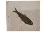 Detailed Fossil Fish (Knightia) - Wyoming #211200-1
